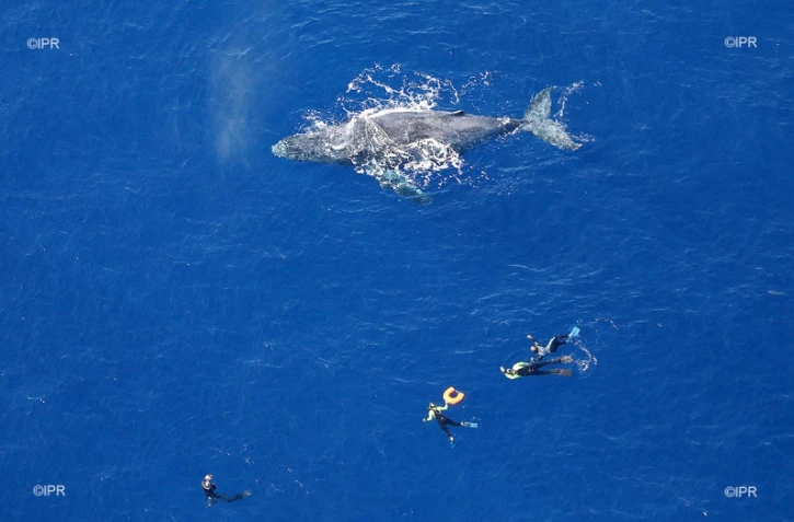 baleines 