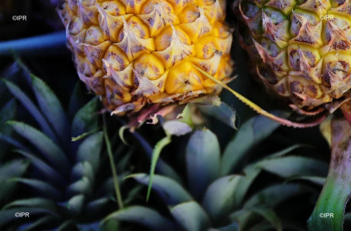 légumes et fruits
