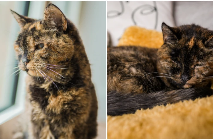 Flossi, le chat le plus vieux du monde vient de fêter ses 30 ans