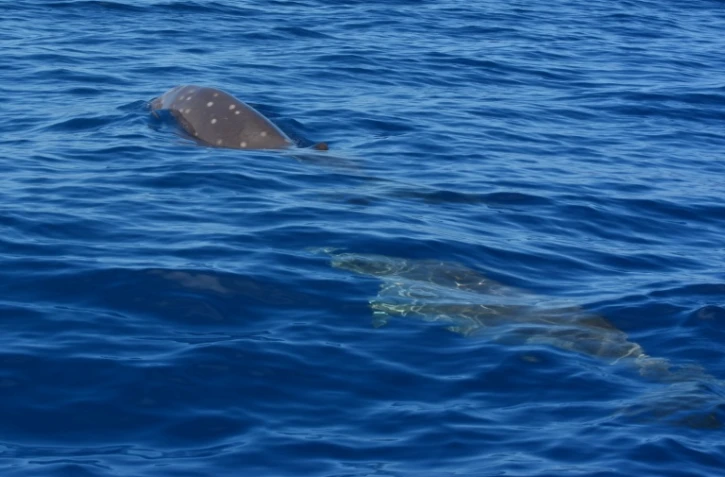 Quatre baleines à bec de Blainville