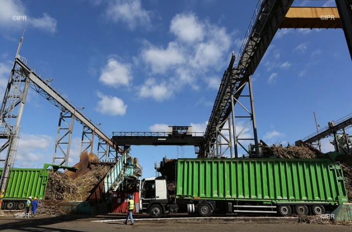 Lundi 11 Juillet 2011 Bois rouge - Début de la coupe de la canne dans l\'estPhoto Mamousse Mathieu