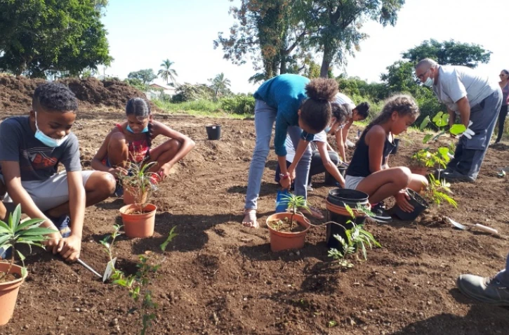 Plantation paréo 