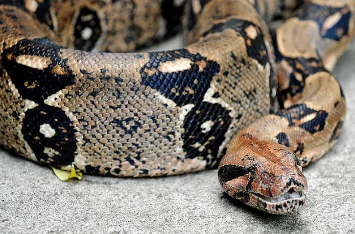 BOA 