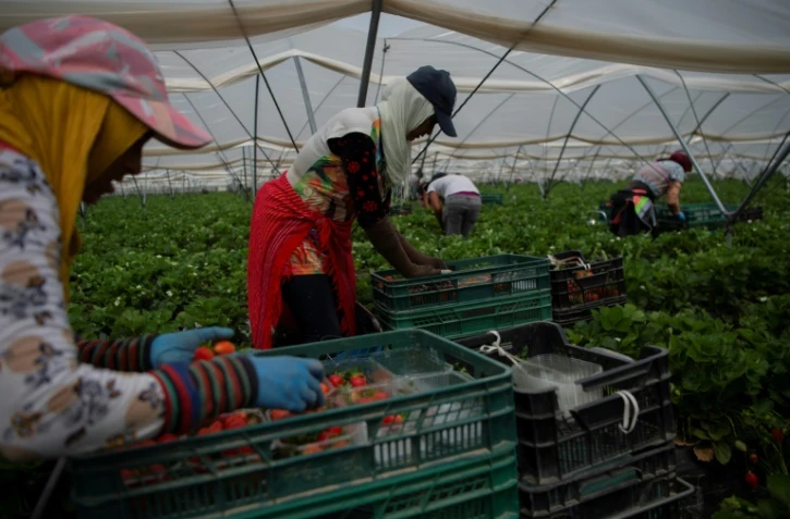 La province andalouse de Huelva produit 300.000 tonnes de fraises par an, soit 90% de la production espagnole