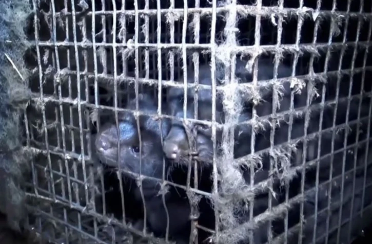 L214 tourne une vidéo choc dans un élevage de visons