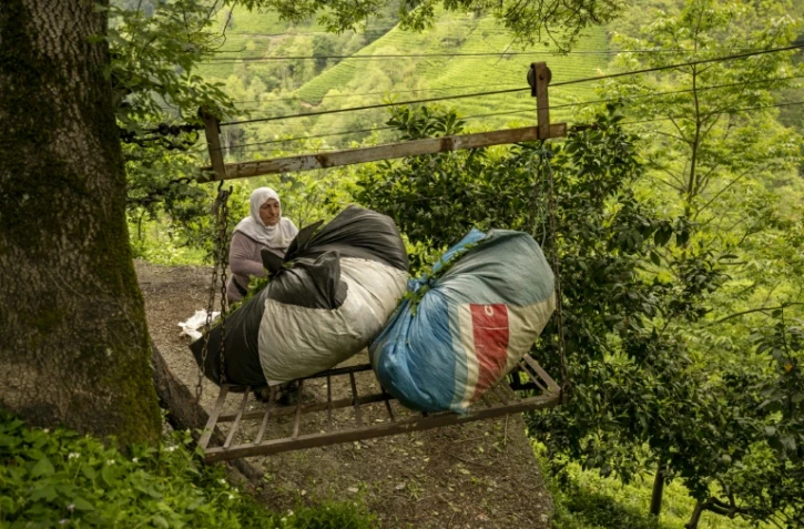 Sevilay Sen décharge des ballots de thé sur un téléphérique artisanal, à Daginiksu, en Turquie, le 10 mai 2024