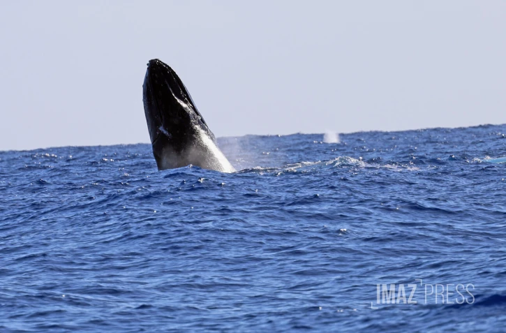 contrôle des approches de baleines