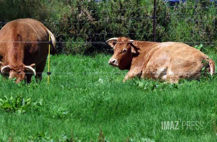 vaches chemin volcan