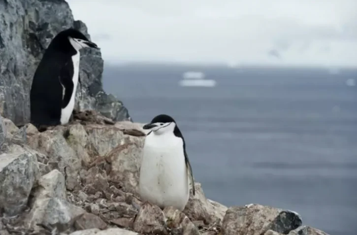 Des manchots à jugulaire (Pygoscelis antarcticus) dans l'ouest de la péninsule antarctique, le 5 mars 2016 ( AFP / EITAN ABRAMOVICH )