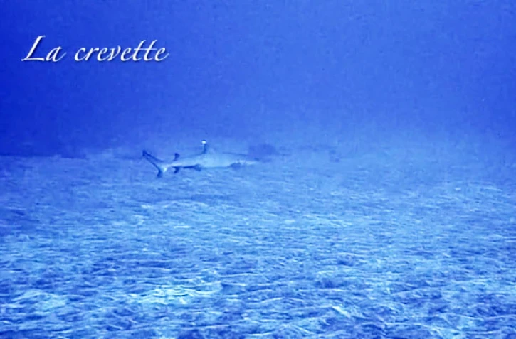 requin pointe blanche 