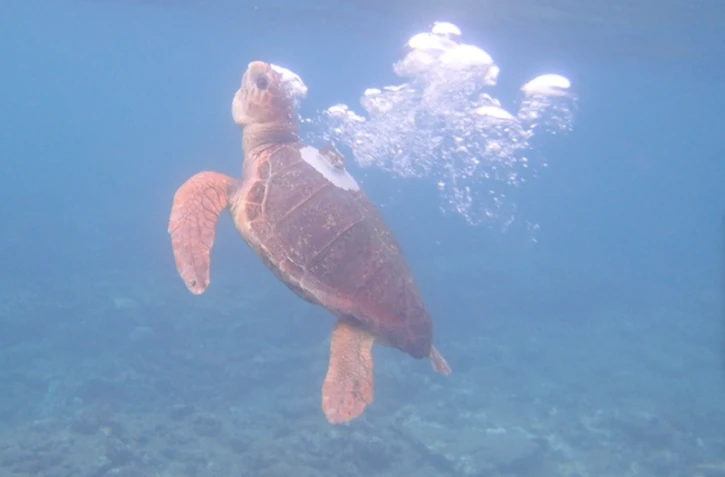 Kélonia : la tortue Davina a retrouvé l'océan