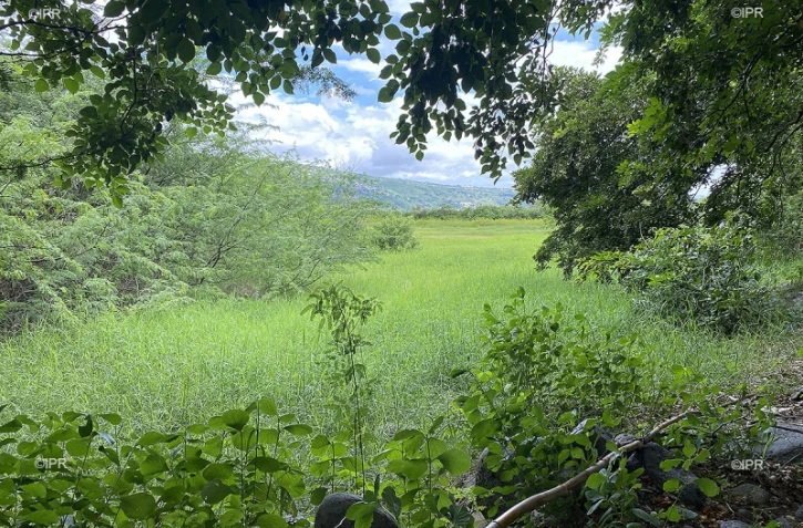 incendie étang saint paul