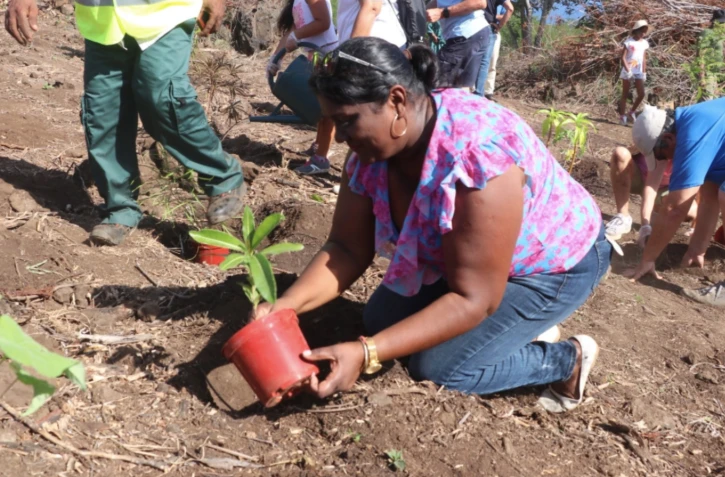 Plantation d’arbres au Grand Stella à Saint-Leu
