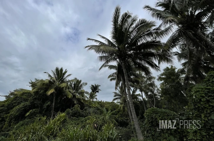 nuages et cocotiers