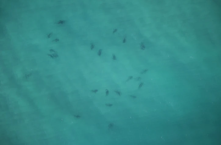 Australie requins Ballina surfeurs