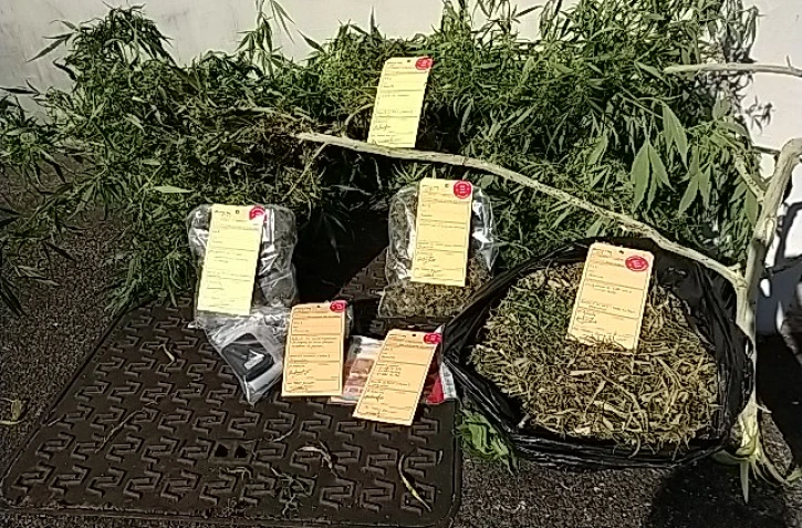 saisie cannabis Plaine-des-Palmistes
