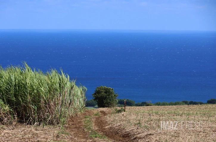 canne à sucre