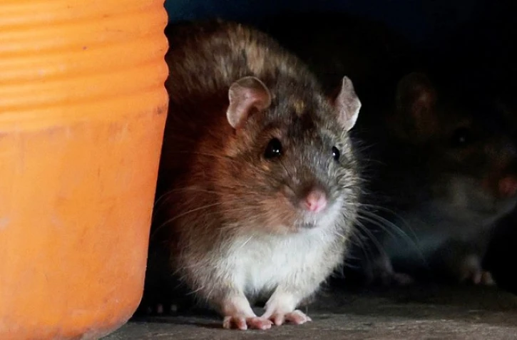 Rats