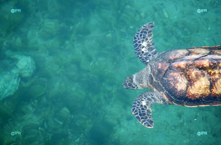 tortues