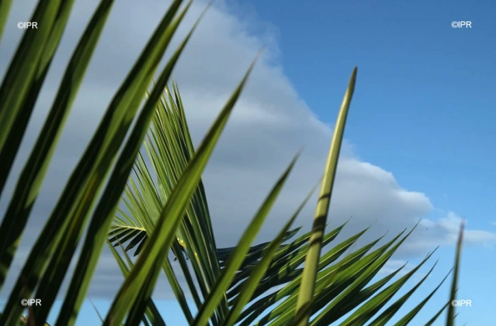 météo réunion 