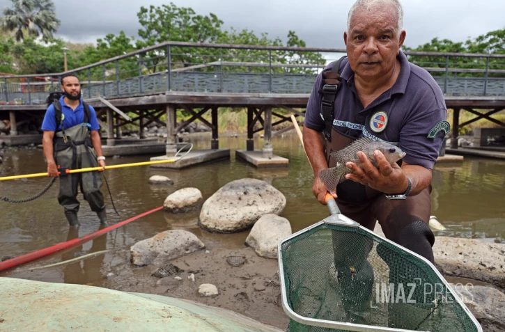 transfer des poissons du bassin de la trinite 