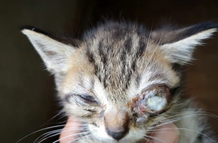 L'Arche de Noé : une cagnotte pour aider le petit chat Miro