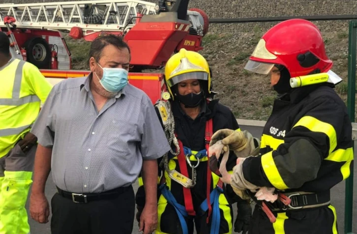 flamant rose secouru à saint-pierre