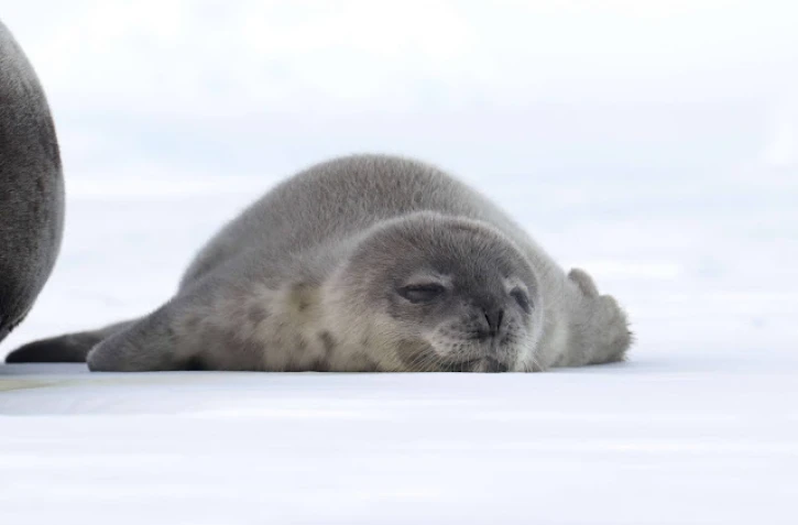 TAAF : la période des naissances des phoques de Weddell a commencé 