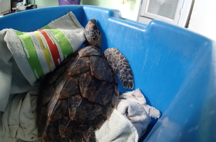 Adrien, la tortue imbriquée blessée, a retrouvé son bassin à Kélonia