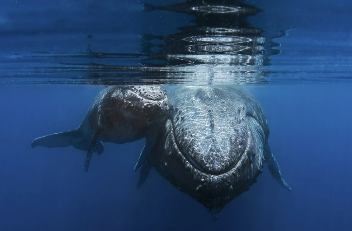 Photographe amateur photo sous-marine poissons baleines