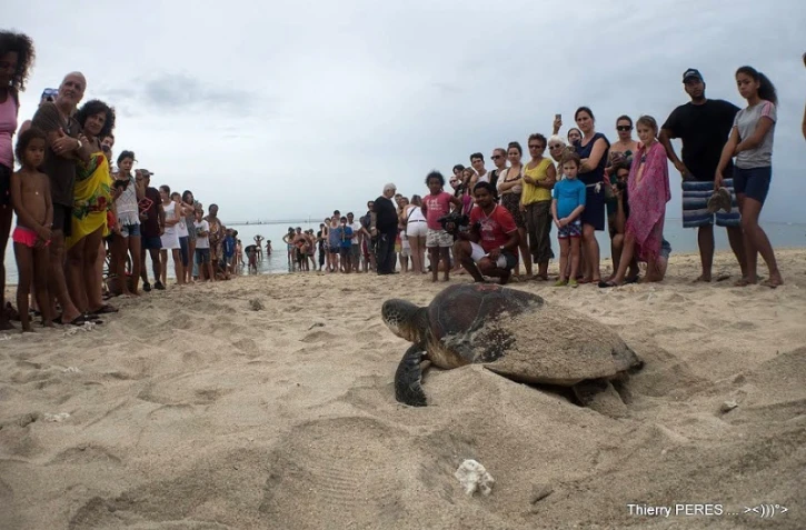 Remise en liberté de Moana et Tamy