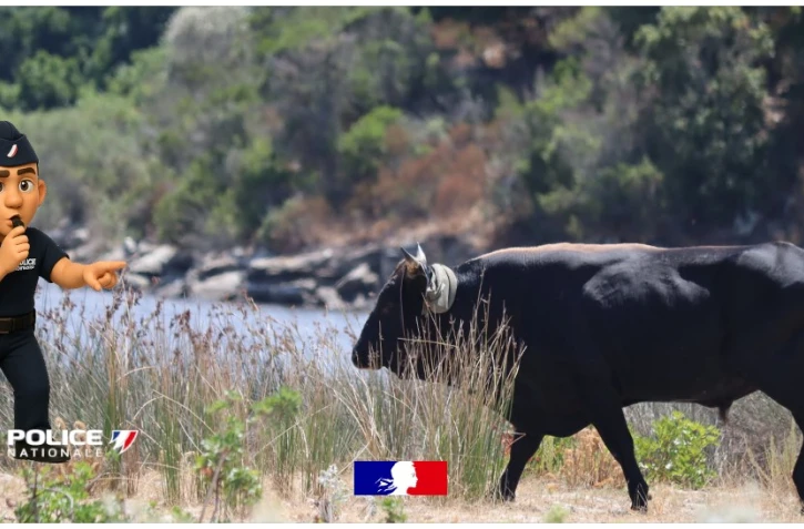 En Corse, un taureau débarque sur une plage et vole le sac d’une touriste