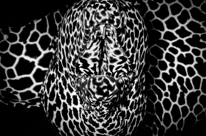 Saint-Paul : la photo sous-marine glorifée à travers un concours photo associatif 