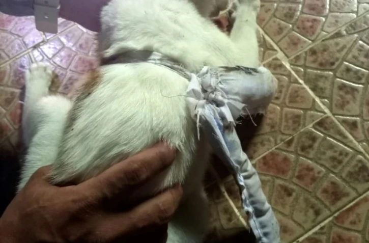 Le chat convoyeur et le sac attaché autout de son cou contenant la drogue. Photo prise par la justice panaméenne le 16 avril 2021