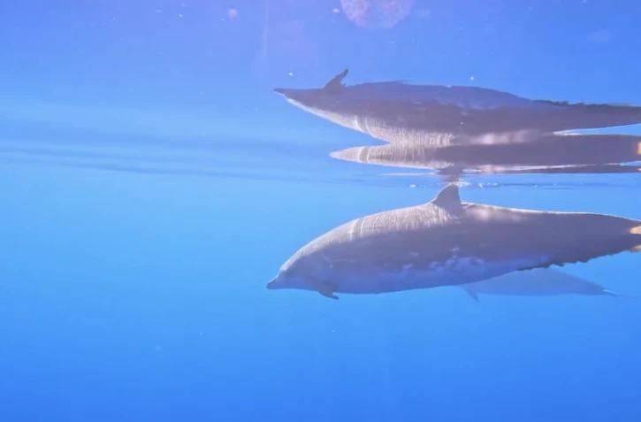 Le Port : des baleines à bec de Blainville observées au large de la Pointe des Galets