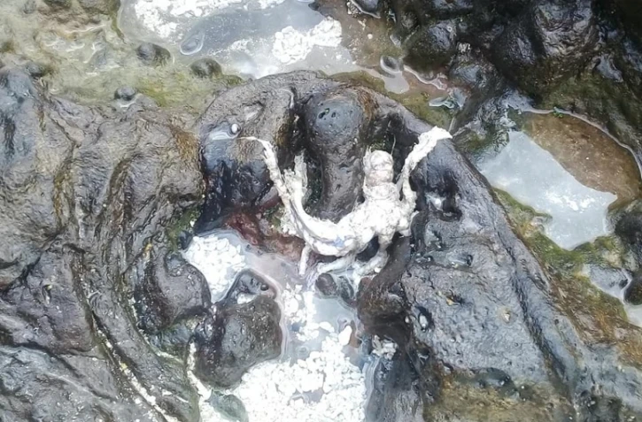 Une dizaine de poissons retrouvés mort à la Pointe au Sel