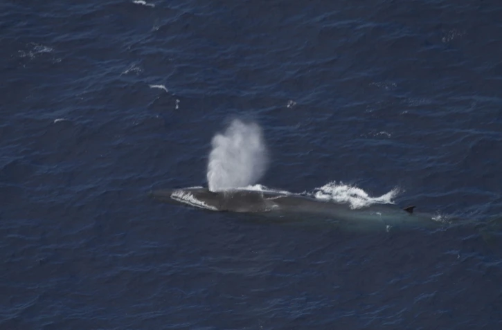 Un rorqual commun observé au large de La Réunion