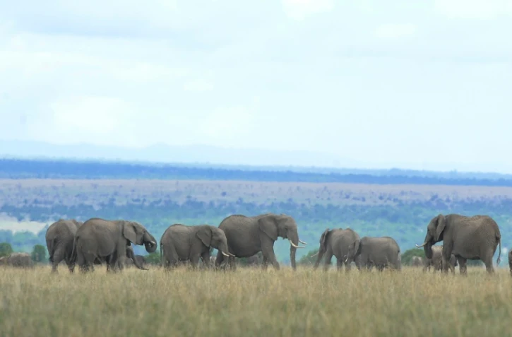 Eléphants dans la réserve Ol Pejeta, au Kenya, le 28 avril 2016