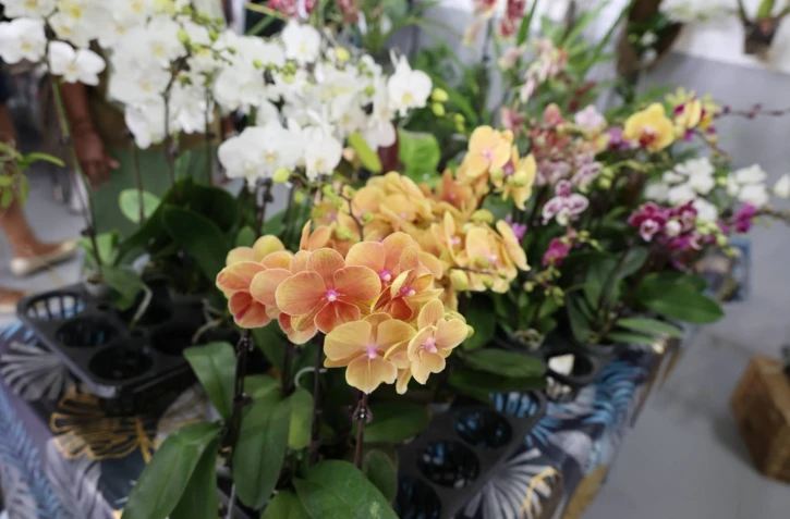 Saint-Pierre : les orchidées à l’honneur à la Ravine des Cabris 