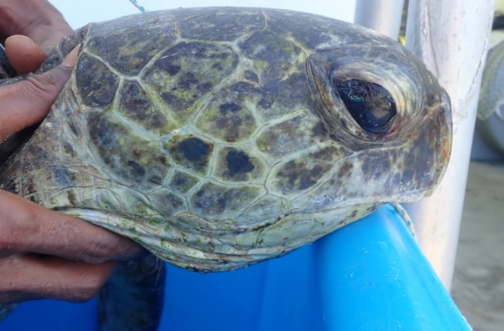 tortue retrouvée morte 29 janvier à saint gilles