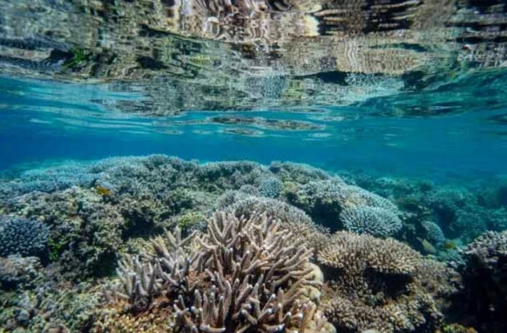 Mayotte : le récif corallien en période de sursis