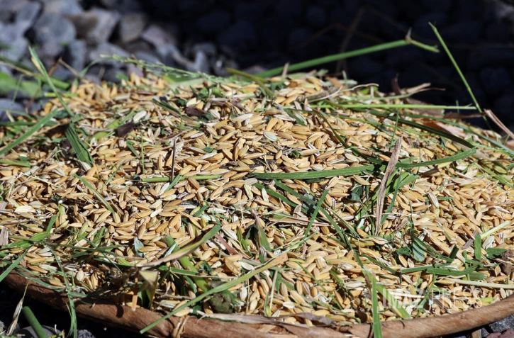 riz dans ma ville au port 