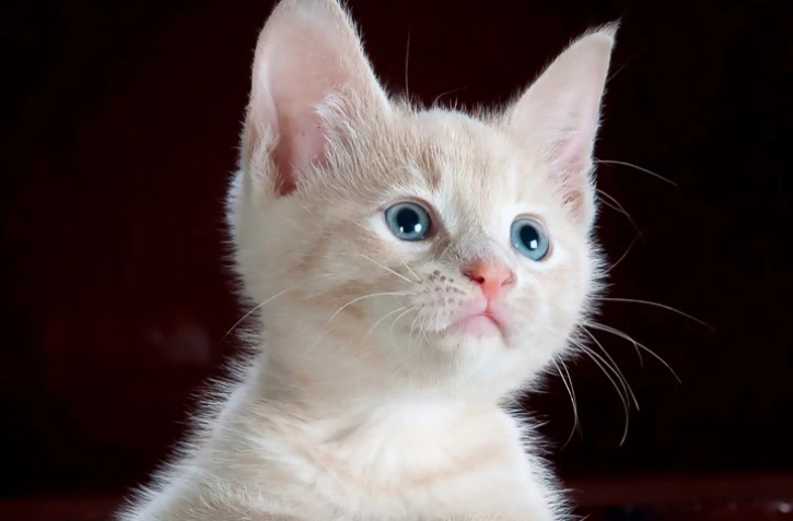 TCO : des animations pour la journée international du chat 