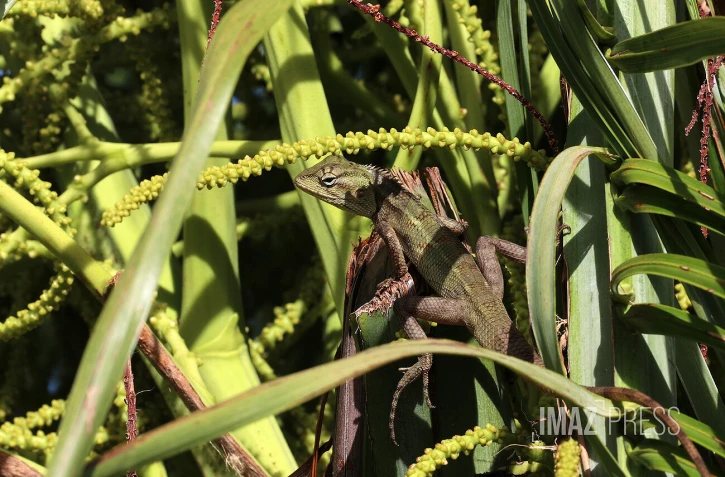 Lézard Agama