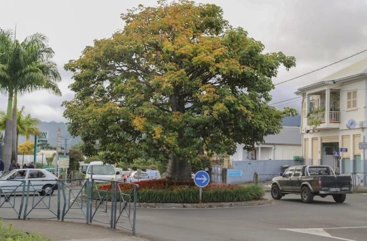 Baobab de Trois-Mares