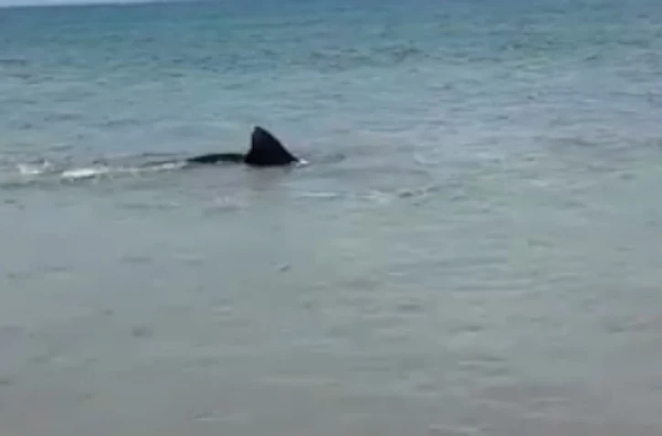 Requin tigre Hawaï 