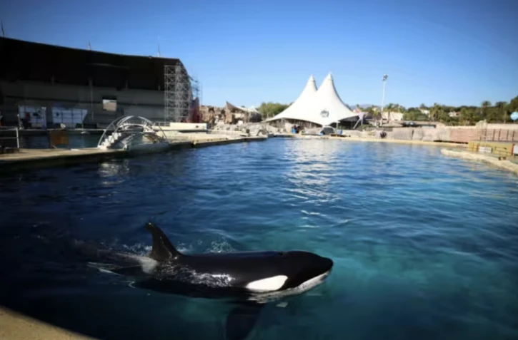 Keijo, une orque de Marineland, dans la piscine de ce parc aquatique à Antibes, le 27 novembre 2025 ( AFP / Valery HACHE )