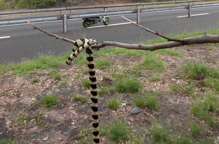 serpent