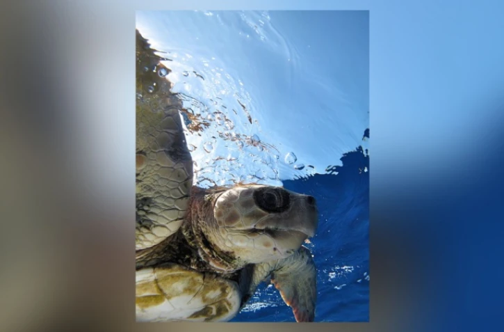 La tortue Tina poursuit son périple dans le Golfe persique