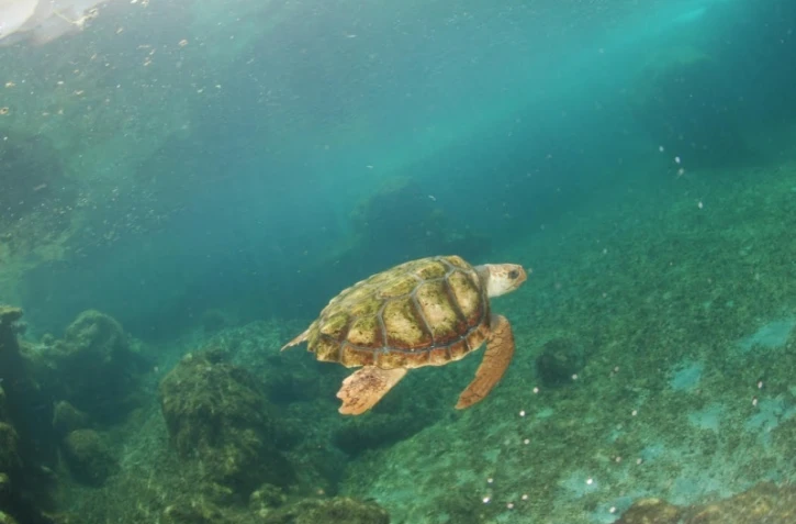 tortue India Kelonia